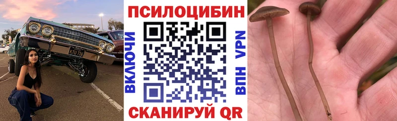 Галлюциногенные грибы Cubensis  где можно купить   Сухиничи 